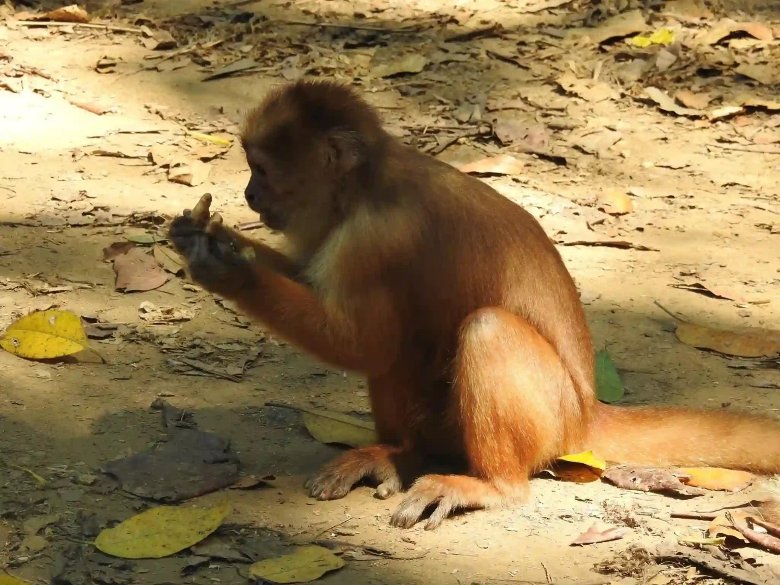 animals tambopata tours