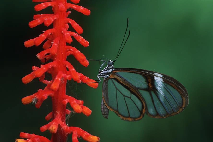 tambopata jungle tours peru