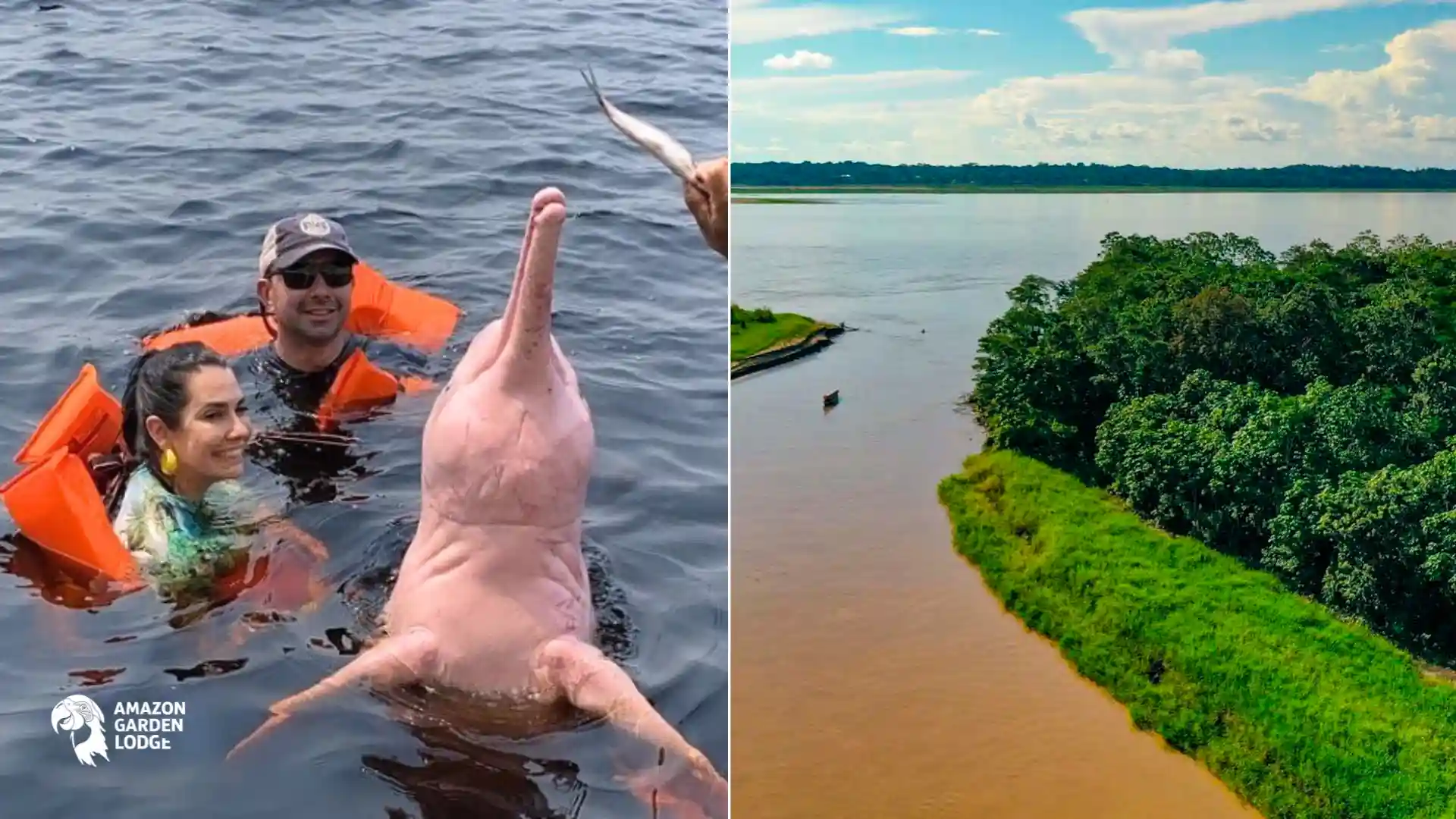 Getting to know the Pink Dolphin