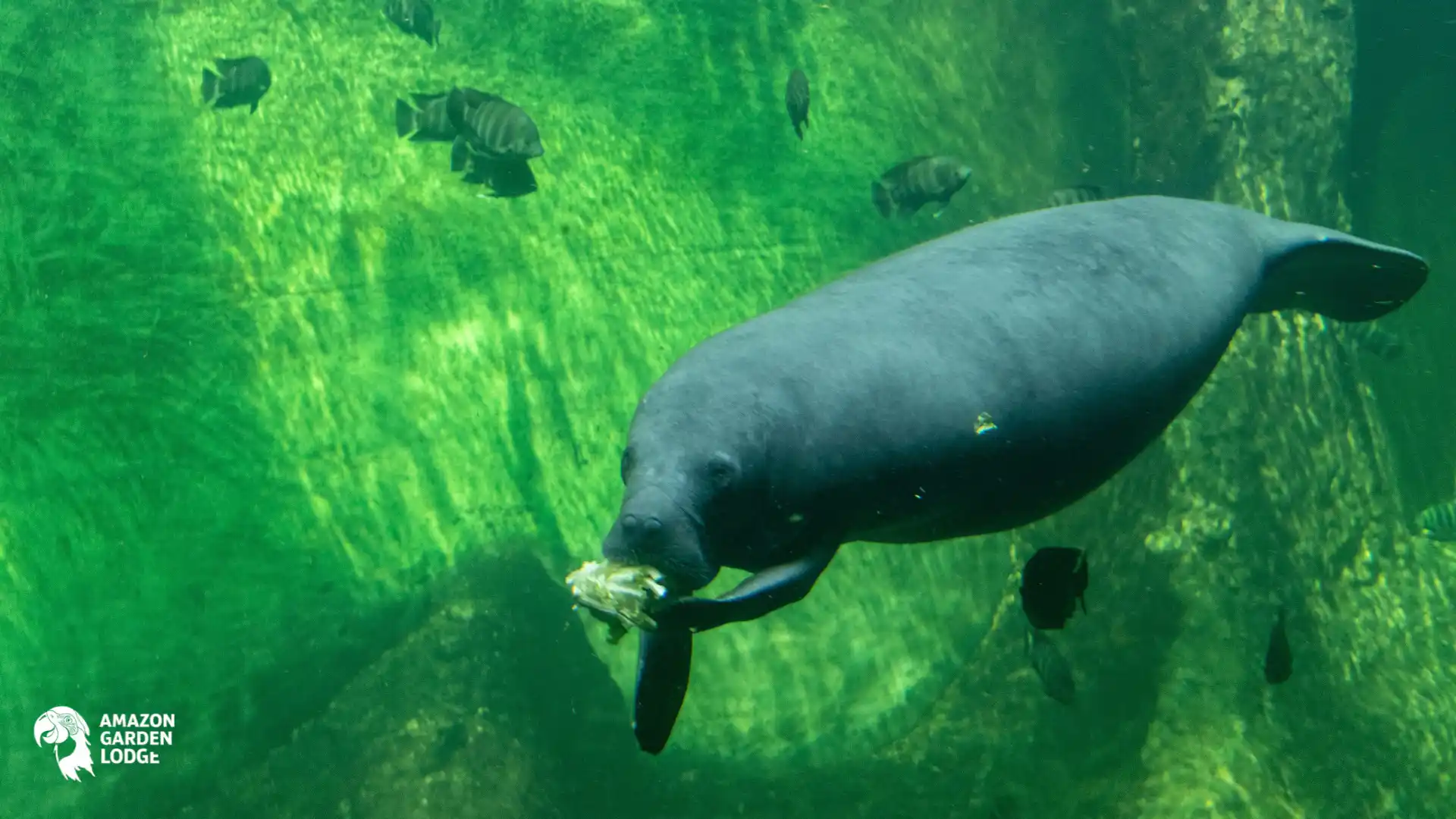 Amazonian manatee facts