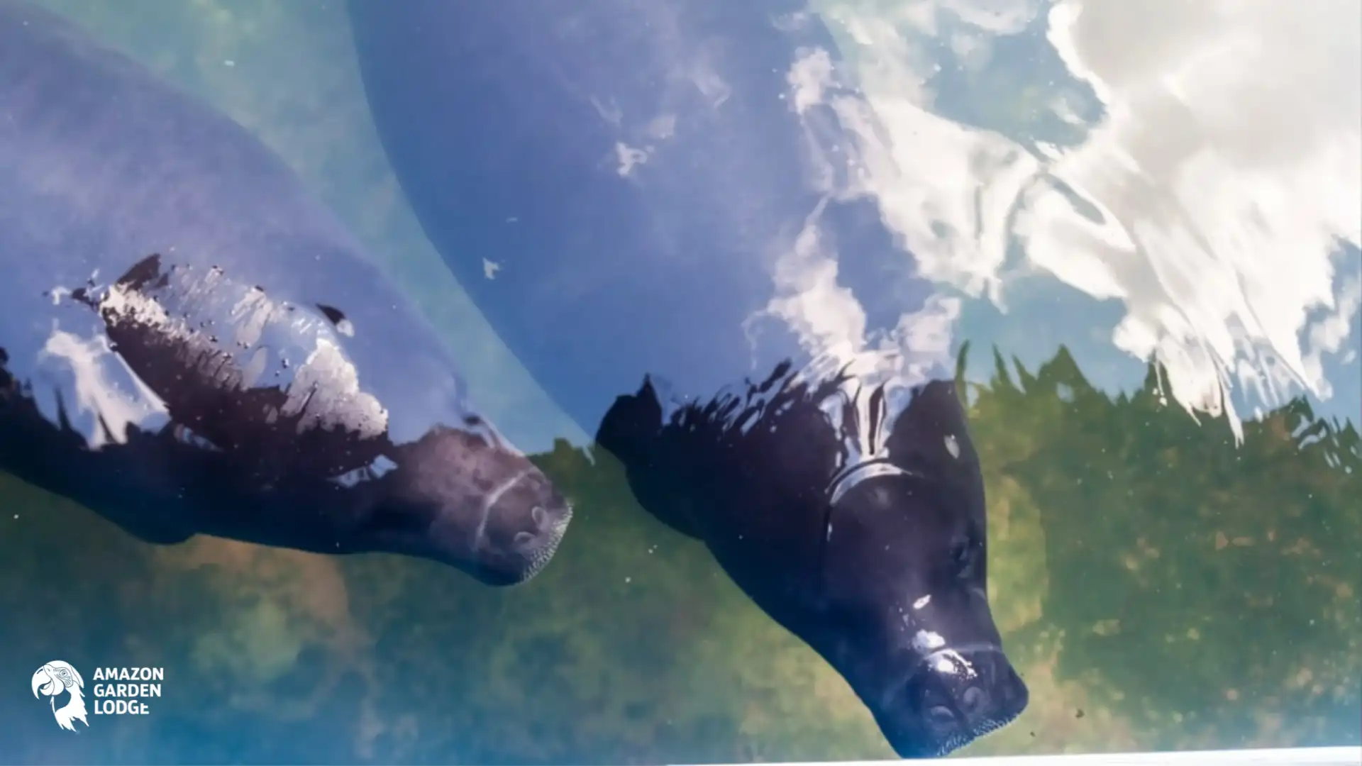 Why are amazonian manatees endangered