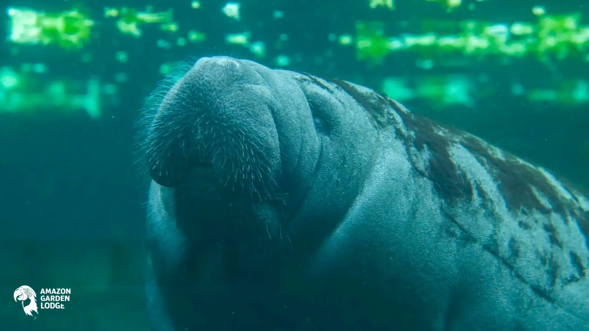 amazonian manatee peru