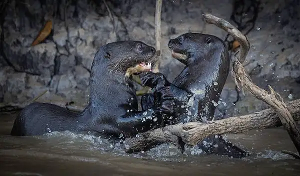 Pair of giant river otters swimming in Lake Sandoval within Tambopata