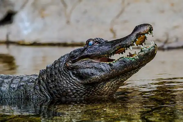 Large black caiman resting on a muddy bank inside Tambopata National Reserve