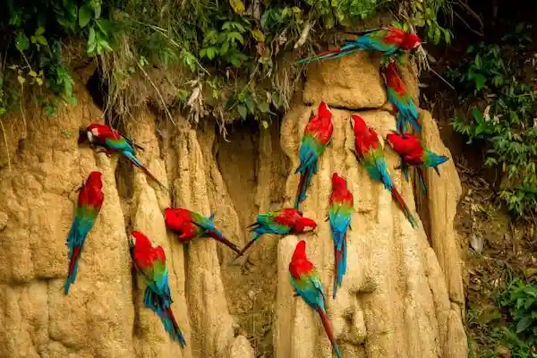 Scarlet and green-winged macaws gathering at a clay lick in Tambopata National Reserve