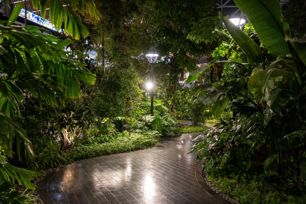 Amazon rainforest at night
