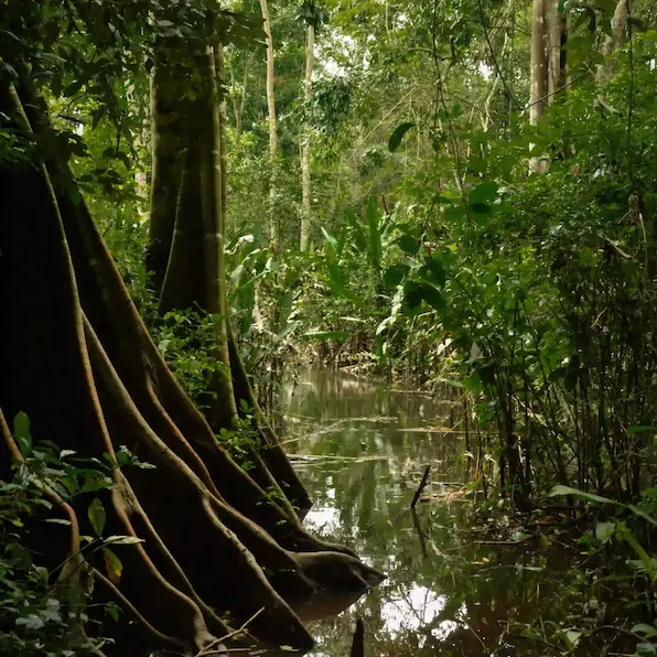 Tours of the Peruvian Amazon rainforest in Puerto Maldonado